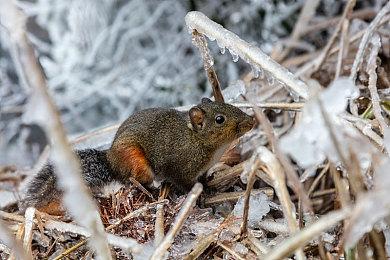 《光明记忆：无限》7＆21推出PS5＆XS＆Switch版